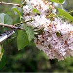 Get It Growing: Pruning your trees and shrubs, Part II (How to prune)