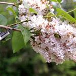 Get It Growing: Pruning your trees and shrubs, Part II (How to prune)