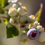 Get It Growing: Fall and winter berry care