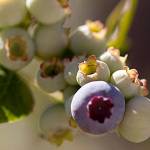 Get It Growing: Fall and winter berry care