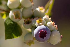 Get It Growing: Fall and winter berry care