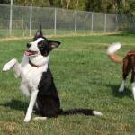 A decade of dog-gone good times