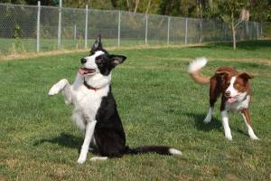 A decade of dog-gone good times