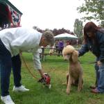 Judy Stirton and her Jack Russell terrier, Tigger, left, meet and greet Mel Marshall and her poodle Oscar at the Sequim Dog Park&rsquo;s 10th Anniversary birthday party on Saturday, Sept. 9, at Carrie Blake Park. Sequim Gazette photo by Erin Hawkins