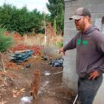 Peninsula Nursery owner George Peterson shows a trail of Perlite that was left on the north side of the nursery property after it was burglarized on Sept. 19. Sequim Gazette photo by Erin Hawkins