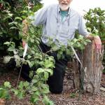 Learn all about growing dwarf fruit trees