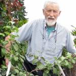 Learn all about growing dwarf fruit trees