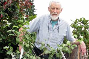 Learn all about growing dwarf fruit trees