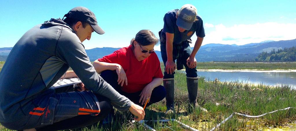 Late last summer, Crab Team Volunteers Shanon Dell and Sue Bonomo and Neil Harrington, environmental biologist for Jamestown S&rsquo;Klallam Tribe, assess shoreline vegetation at Washington Harbor in Sequim Bay for possible habitat for European green crab. One crab was found in Sequim Bay in mid-August but not since then. Photo by Emily Grason/Washington Sea Grant