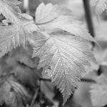 Get It Growing: Fall and winter gardening tasks