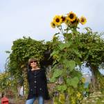 Liz Harper stands in the Fir Street Garden for the Community Organic Gardens of Sequim, which she helped start more than nine years ago. She&rsquo;s planning to move for health reasons, but said she&rsquo;s proud of people&rsquo;s efforts. &ldquo;It&rsquo;s a true community garden,&rdquo; she said. Sequim Gazette photo by Matthew Nash