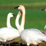Audubon group seeks volunteers for swan study
