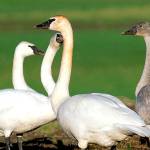 Audubon group seeks volunteers for swan study