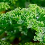 Farm to Table: Cooking with kale