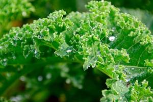 Farm to Table: Cooking with kale