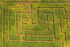 Trick-or-treating and more this Halloween