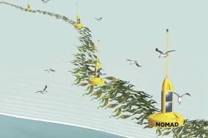 Sequim scientists developing seaweed line as next wave of future in fuel