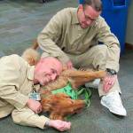 Corrections center hosts WAG for second dog ‘reunion’
