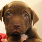 WAG celebrates new Half Way Home Ranch