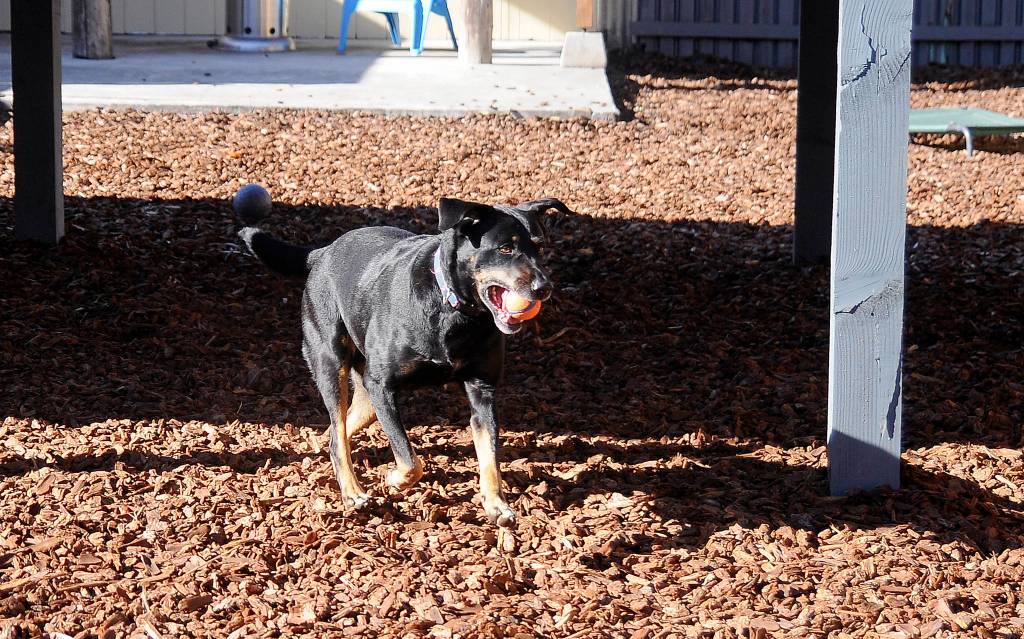 Mandy, a 9-year-old mix who volunteers say was living recently in a car, roams an enclosure at the Welfare for Animals Guild&rsquo;s new Half Way Home Ranch on Saturday, Oct. 28. Sequim Gazette photo by Michael Dashiell