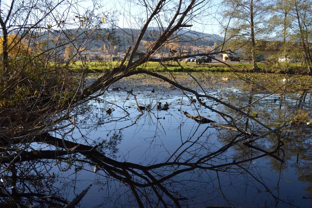 Staff with the City of Sequim say they are investigating options of moving the fishing pond from the Water Reuse Demonstration Site to the pond by the Sequim Dog Park. They said when conditions are hot the demonstration pond isn&rsquo;t deep enough to keep fish safe. Sequim Gazette photo by Matthew Nash