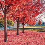 The leaves, they are a-changin’