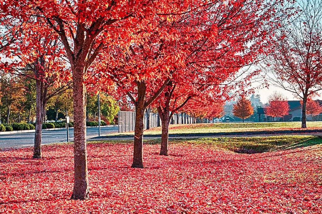 The leaves, they are a-changin’