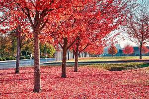The leaves, they are a-changin’