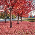 The leaves, they are a-changin’