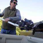 Season’s Final Squeeze