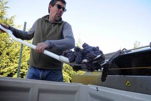 Season’s Final Squeeze