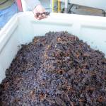 The leftovers from a pressing of pinot grigio grapes are composted through a local landscaping business. David Volmut of Wind Rose Cellars says he could probably get more out of these grapes but he doesnt want to risk getting any seeds or skins in the wine.