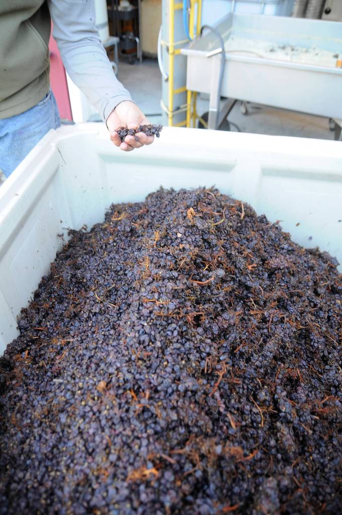 The leftovers from a pressing of pinot grigio grapes are composted through a local landscaping business. David Volmut of Wind Rose Cellars says he could probably get more out of these grapes but he doesnt want to risk getting any seeds or skins in the wine.