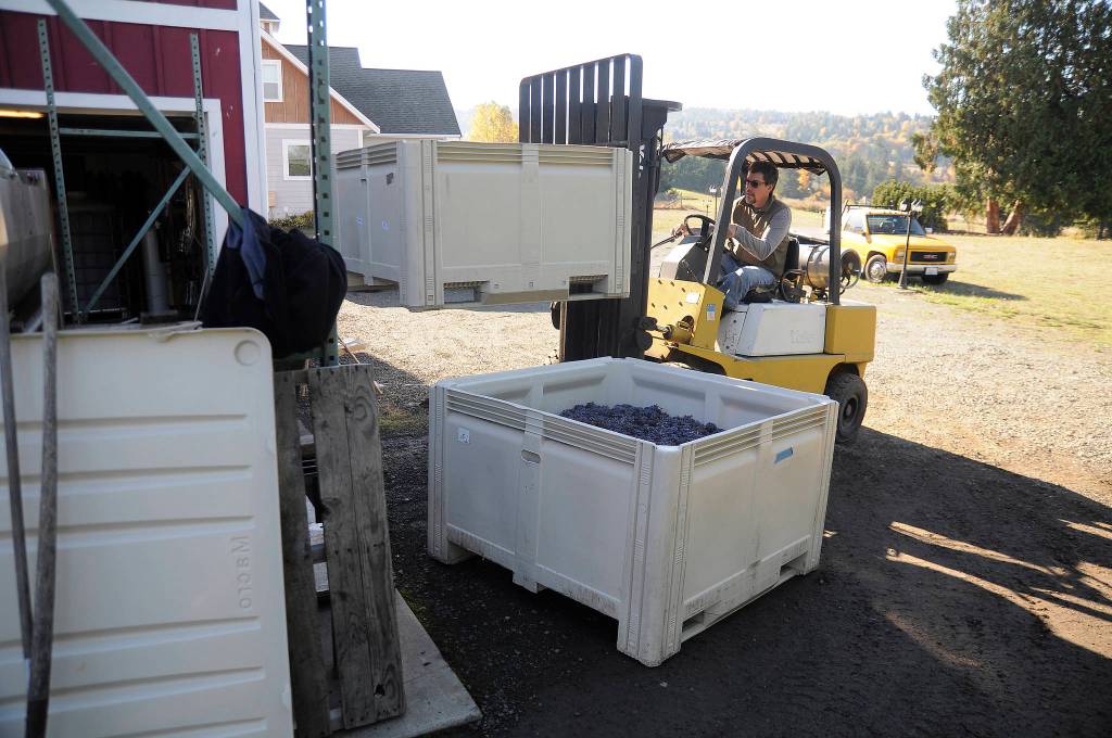 David Volmut of Wind Rose Cellars loads a crate of pinot grigio grapes as he preps to press them in late October. Sequim Gazette photo by Michael Dashiell