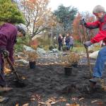 Sequim Prairie Garden Club members Arlene Sawyer (left) and Sue Haus plant azaleas on Nov. 16 to start the landscaping process at Pioneer Memorial Park. Sequim Gazette photo by Erin Hawkins