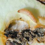 Get It Growing: The codling moth is a growing problem in Clallam County orchards