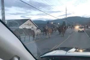 Mule-tide greetings: National Park’s mules run free in Sequim