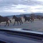 Mules from Olympic National Park broke free from their pen Friday, Dec. 15, and began trotting along Sequims streets including Fifth Avenue. Photo courtesy of Michelle Nucci