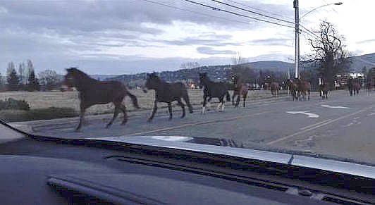 Mules from Olympic National Park broke free from their pen Friday, Dec. 15, and began trotting along Sequims streets including Fifth Avenue. Photo courtesy of Michelle Nucci
