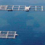 Cooke Aquaculture says DNR had no reason to terminate lease in Port Angeles Harbor