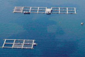Cooke Aquaculture says DNR had no reason to terminate lease in Port Angeles Harbor