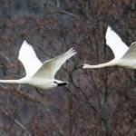 Sequim seeing rise in swan population