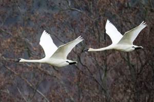 Sequim seeing rise in swan population