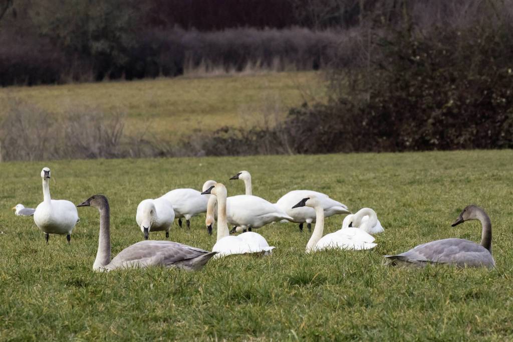Birders never spotted more than 50 trumpeter swans at a time until 2008, said Bob Boekelheide with the Olympic Peninsula Audubon Society, but in recent years totals have gone as high as 258. Photo courtesy Ginger and Dan Poleschook