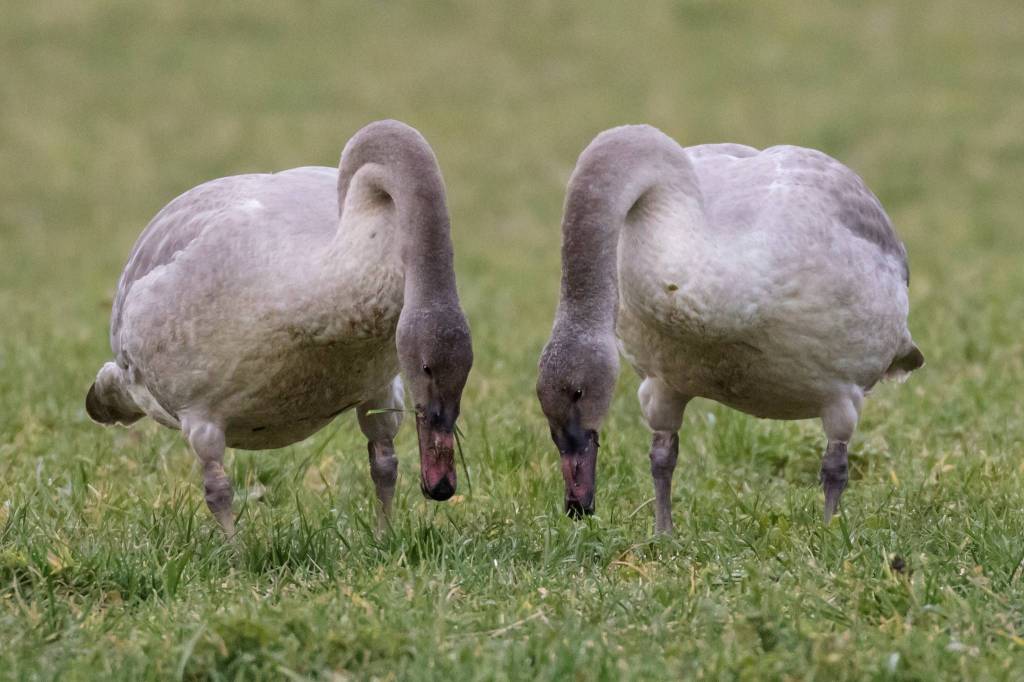 These young swans, or cygnets, look for food in a Sequim-area field. Photos courtesy Ginger and Dan Poleschook