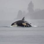 Orca Protection Act aims to protect Pacific Northwest’s iconic whales