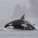Orca Protection Act aims to protect Pacific Northwest’s iconic whales