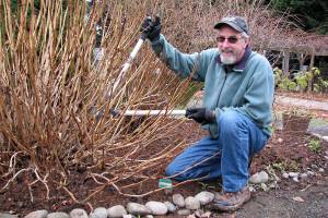 Master Gardener to talk proper pruning