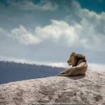 Traveler’s Journal: On safari in Botswana and Tanzania