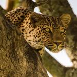 Traveler’s Journal: On safari in Botswana and Tanzania